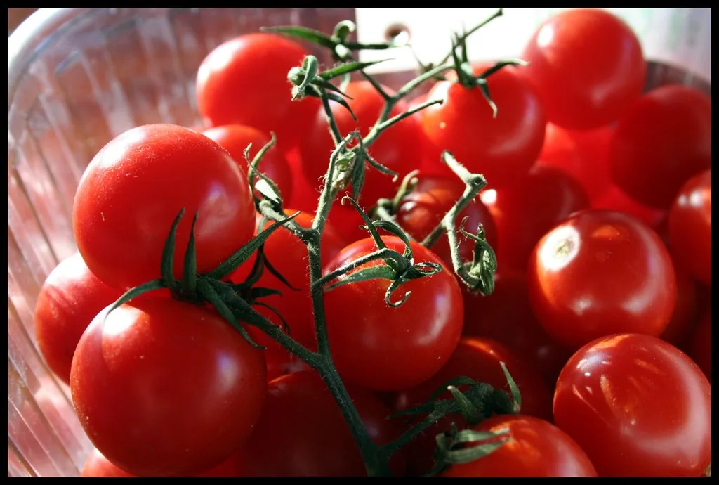Grappoli di pomodoro ciliegino di Pachino