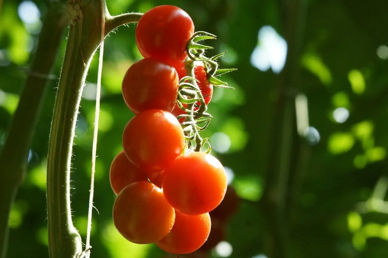 Pomodori ciliegini ancora sulla pianta