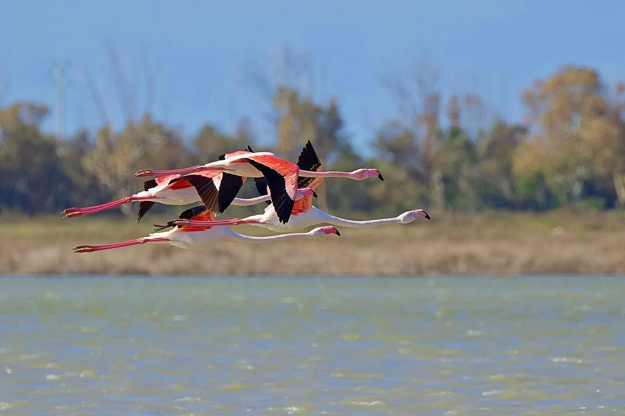 Uno stormo di fenicotteri rosa in volo sopra un pantano