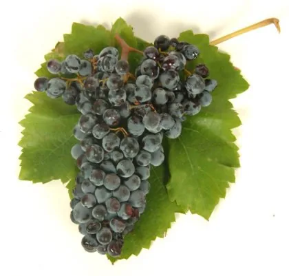 Un grappolo di uva Nero d'Avola con le sue foglie